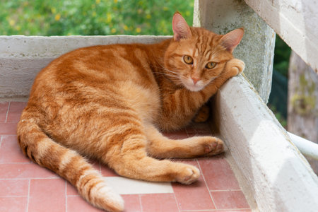 Cute red tabby cat rests on balcony putting a paw under the muzzle with a very dissatisfied and philosophical expression. Adorable young pet.の写真素材