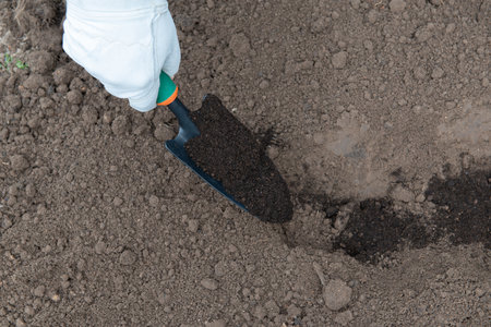 Adding humus to the soil, enriching with nutrients. Soil preparation for planting seedlings in early...