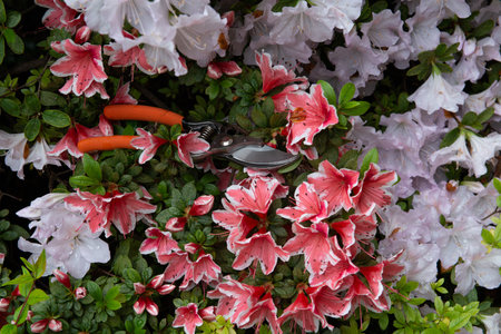 Azalea. Blooming flowers with garden pruners. Gardening at spring