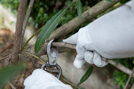 Rhododendron. Gardener examines and cuts dry branches on a bush. Gardening