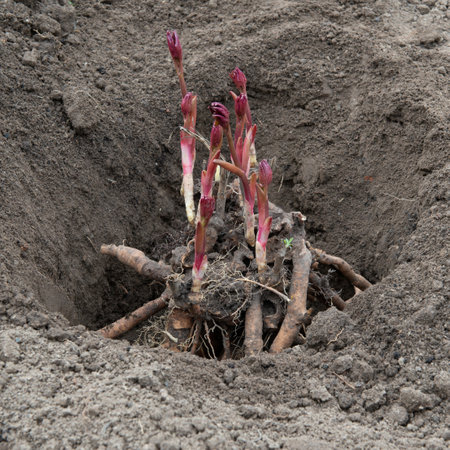 Transplanting peony rhizomes in prepared hole with soil enriched with humus in early spring. Gardeningの写真素材