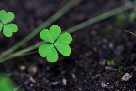 Three leaf clovers garden under shadow of treeの写真素材