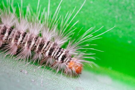 Gypsy moth caterpillar wet after the rain crawling on the leaf