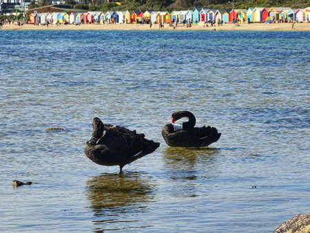 Black swans with number looking for food on the water under sunlight. Wild animal under control in nature.の写真素材