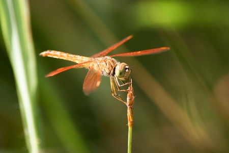 Dragonflyの写真素材