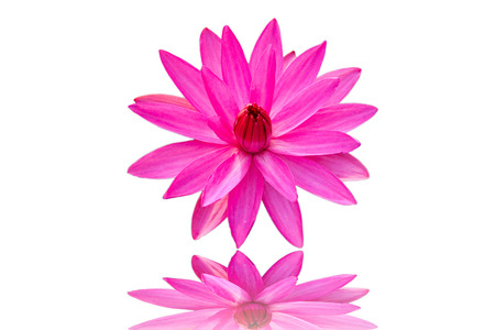 pink lotus white backgroundの写真素材