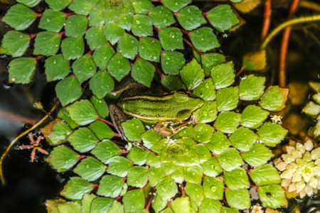 Frog on green leaf on water Chestnut