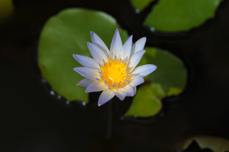 Lotus Flower on pondの写真素材