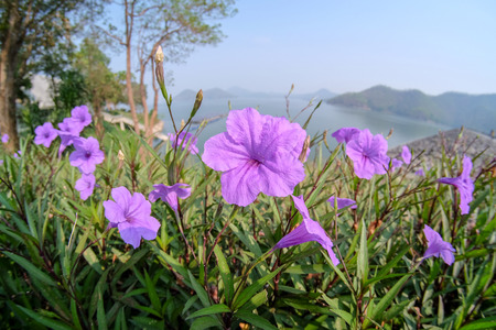 Group of butterfly ,Green butterflyの写真素材