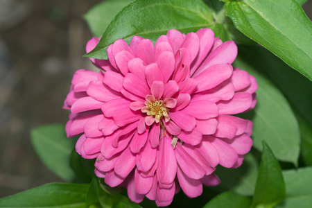 Close up Pink flower Zinnia elegansの写真素材