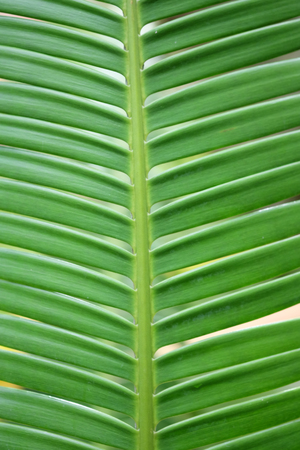 Green Leaf Patternの写真素材