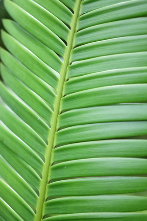 Green Leaf Patternの写真素材