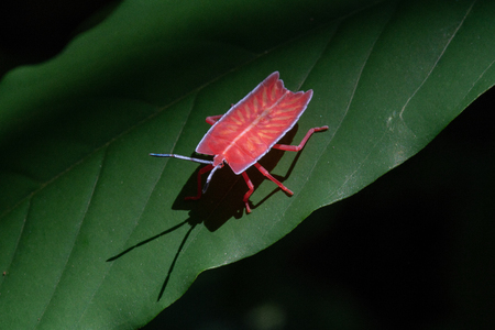 Tessaratoma papillosa Longan stink bug on green leafの写真素材