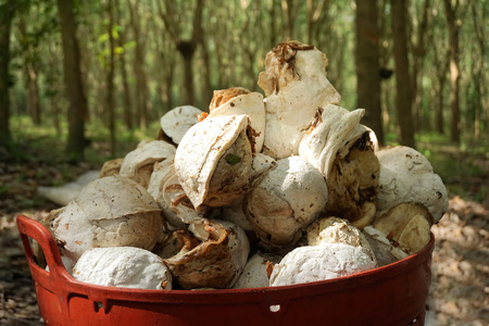 Basket of Raw latex rubber with blur backgroundの写真素材