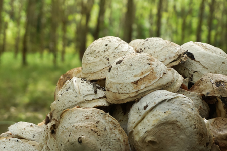 Raw latex rubber with blur backgroundの写真素材