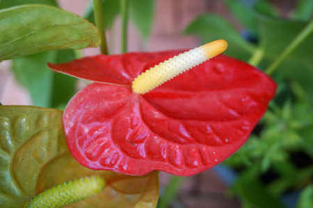 Red Anthurium flower