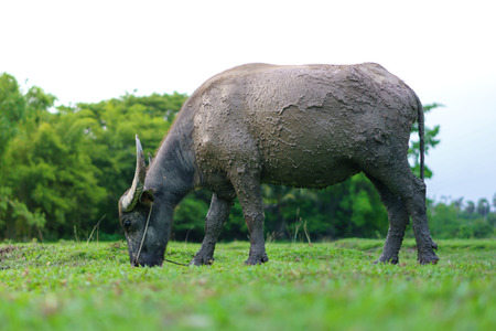Wildlife Buffalo muddy body