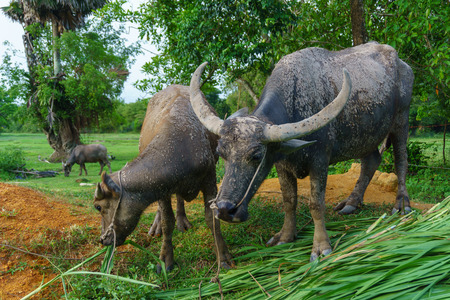 Wildlife Buffalo muddy body eating grass