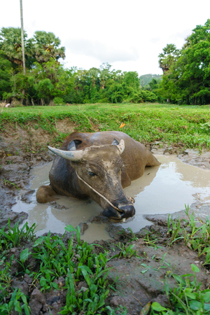 Wildlife Buffalo muddy body in muddy placeの写真素材