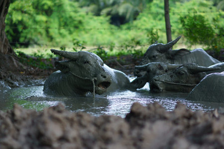 Wildlife Buffalo muddy body in the muddy placeの写真素材