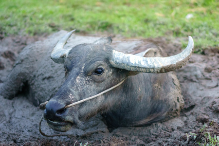 Wildlife Buffalo muddy body
