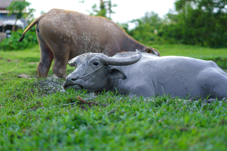 Wildlife Buffalo muddy bodyの写真素材