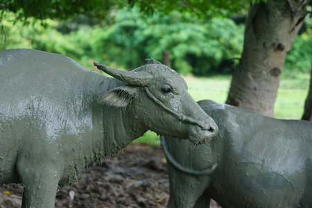 Wildlife Buffalo muddy bodyの写真素材