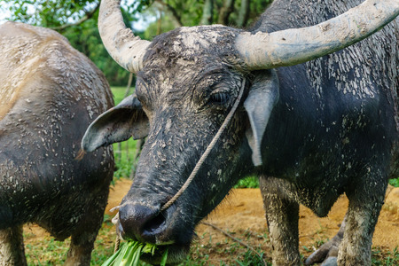 Wildlife Buffalo muddy body eating grass