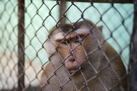 Unhappy unhealthy monkey in the steel cage