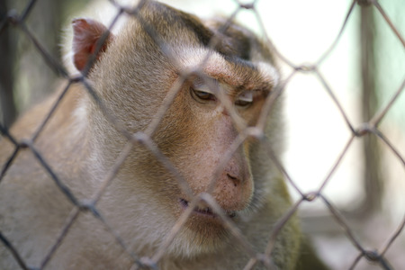 Unhappy unhealthy monkey in the steel cage