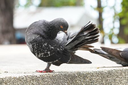 Dove bird close up zoom sharp high qualityの写真素材