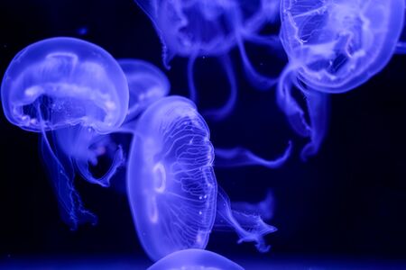 Moon Jellyfish black background underwaterの写真素材