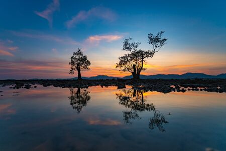 Beautiful Silhouette tree dusk evening blue sky mirroring waterの写真素材
