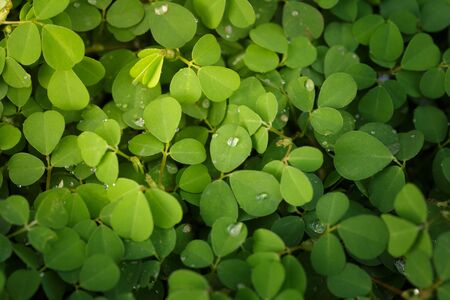 Beautiful Fresh green leaf background の写真素材