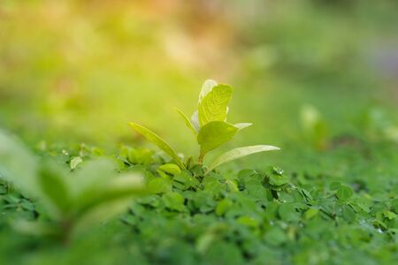 Beautiful Fresh green leaf background の写真素材