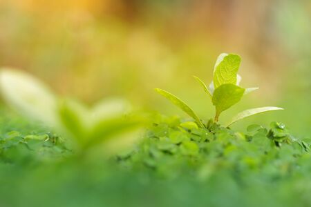 Beautiful Fresh green leaf background の写真素材