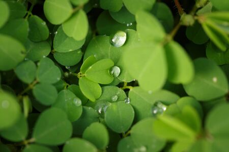 Beautiful Fresh green leaf background の写真素材