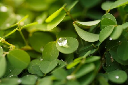 Beautiful Fresh green leaf background の写真素材
