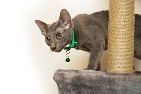 Skinny Grey cat with Green collarの写真素材