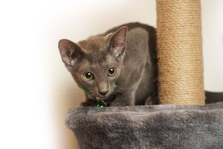 Skinny Grey cat with Green collarの写真素材
