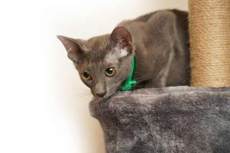 Skinny Grey cat with Green collarの写真素材