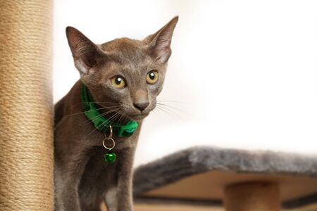 Skinny Grey cat with Green collarの写真素材
