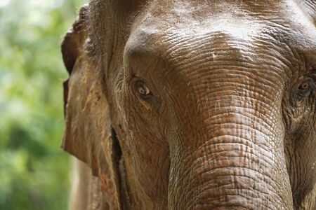 Close Elephant eye and face detailの写真素材