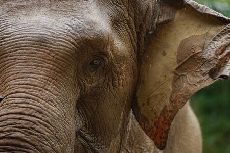 Close Elephant eye and face detailの写真素材
