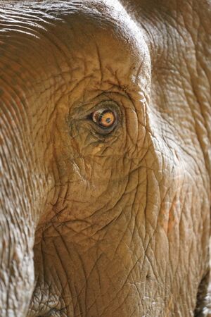 Close Elephant eye and face detailの写真素材