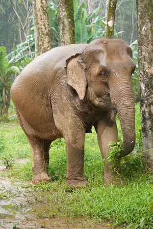 Nature Elephant living green forrestの写真素材