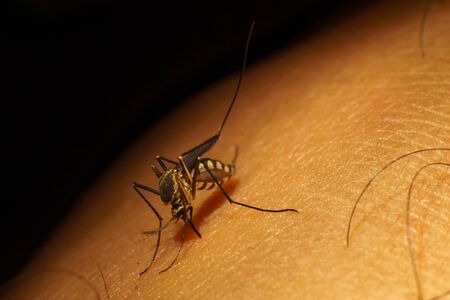 Macro mosquito carrier Dengue fever Chikungunya Malaria sucking blood human skinの写真素材