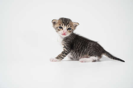 Tabby Cat kitten posing on white background tiger marble stripeの写真素材