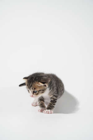 Tabby Cat kitten posing on white background tiger marble stripeの写真素材