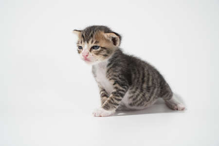 Tabby Cat kitten posing on white background tiger marble stripeの写真素材
